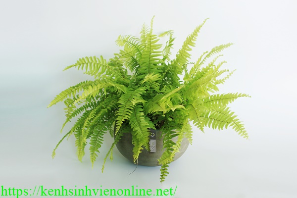 Trồng c&acirc;y xanh trong nh&agrave; vệ sinh mang đến nhiều lợi &iacute;ch