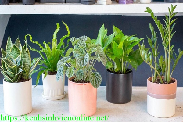 Những loại c&acirc;y xanh n&ecirc;n trồng trong nh&agrave; vệ sinh