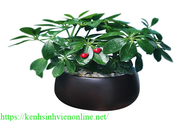 Trồng c&acirc;y ngũ gia b&igrave; trong nh&agrave; vệ sinh