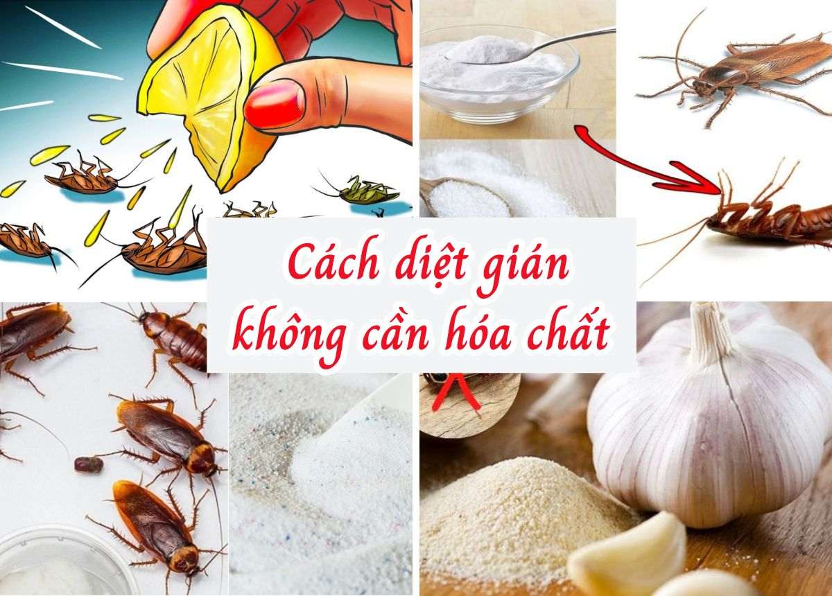 Hướng dẫn diệt gi&aacute;n trong ph&ograve;ng trọ