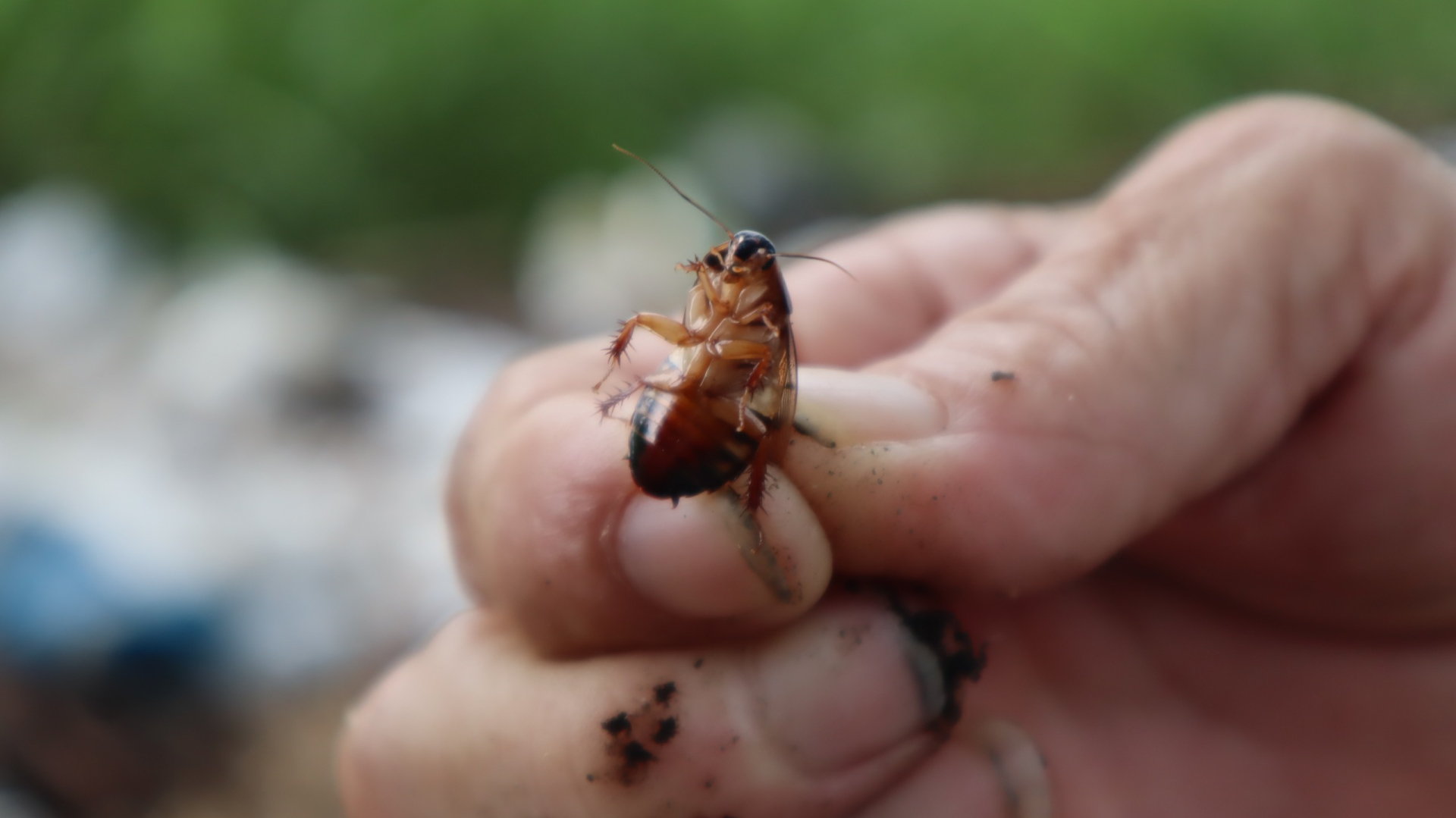 Xuất hiện gi&aacute;n trong ph&ograve;ng trọ c&oacute; xấu kh&ocirc;ng